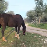 Gio Horses فندق مبيت وإفطار سان نيكاندرو غارغانيكو