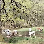 فندق مبيت وإفطار Gio Horses