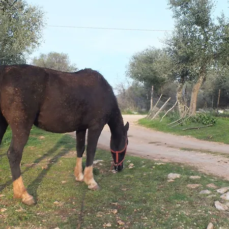 Gio Horses Bed & Breakfast San Nicandro Garganico