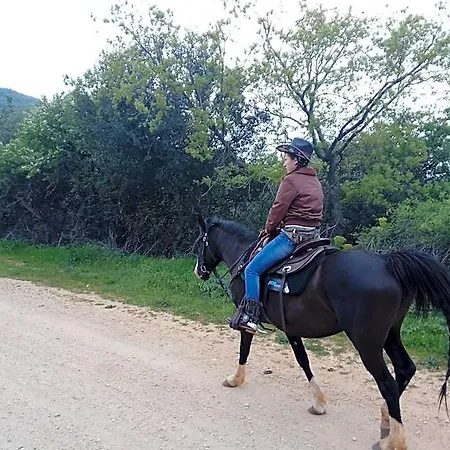 Gio Horses 3*