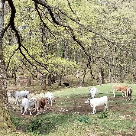 Bed & Breakfast Gio Horses