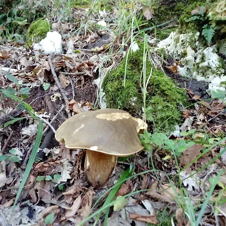 Gio Horses Bed & Breakfast